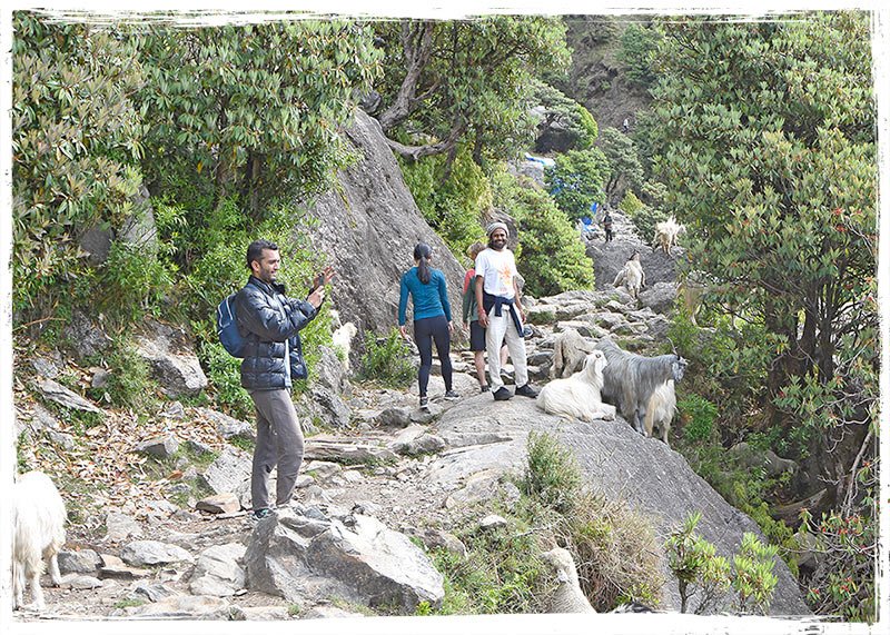 dharamsalawalk | Yoga Teacher Training in India at Shree Hari School | Certified YTT course goats on the trekking way