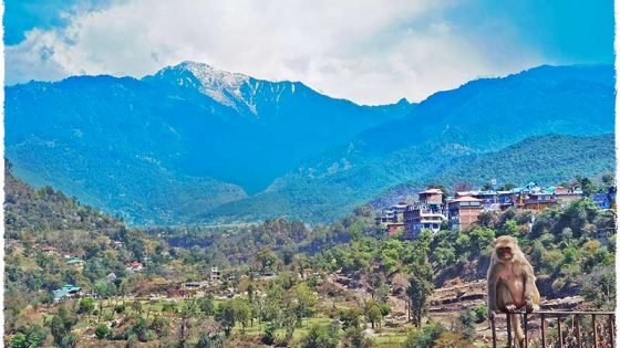 monkey in the mountains in rishikesh