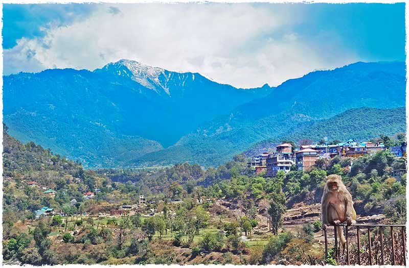 monkeyinmountains | Yoga Teacher Training in India at Shree Hari School | Certified YTT course monkey in the mountains in rishikesh